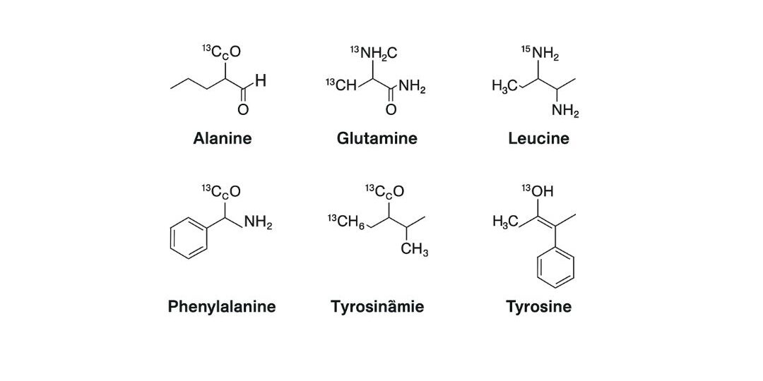 Chemical structures of isotope-labeled amino acids including Alanine, Glutamine, Leucine, Phenylalanine, Tyrosinamide, and Tyrosine used as internal standards in mass spectrometry.