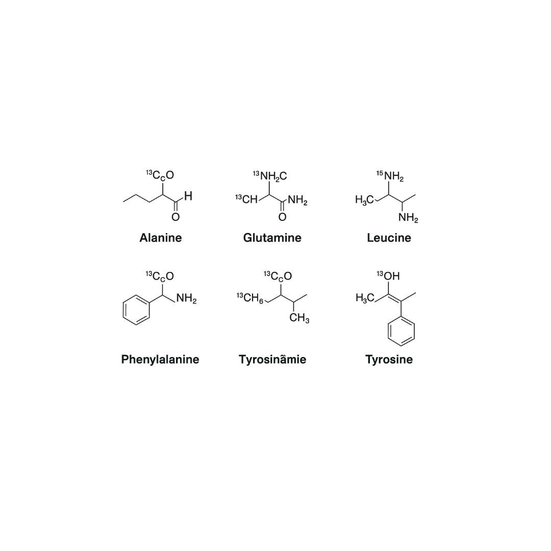 Amino Acid Internal Standards for Reliable Mass Spectrometry Chemical structures of isotope-labeled amino acids including Alanine, Glutamine, Leucine, Phenylalanine, Tyrosinamide, and Tyrosine used as internal standards in mass spectrometry.