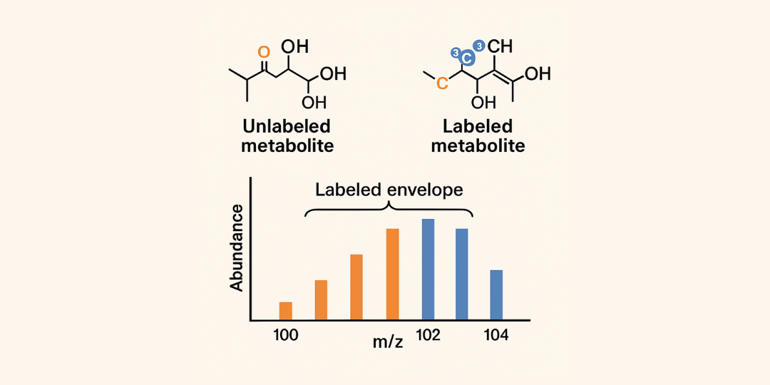 Labeled envelope visualization in mass spectrometry Comparison of unlabeled and isotopically labeled metabolites with a labeled envelope mass spectrum chart