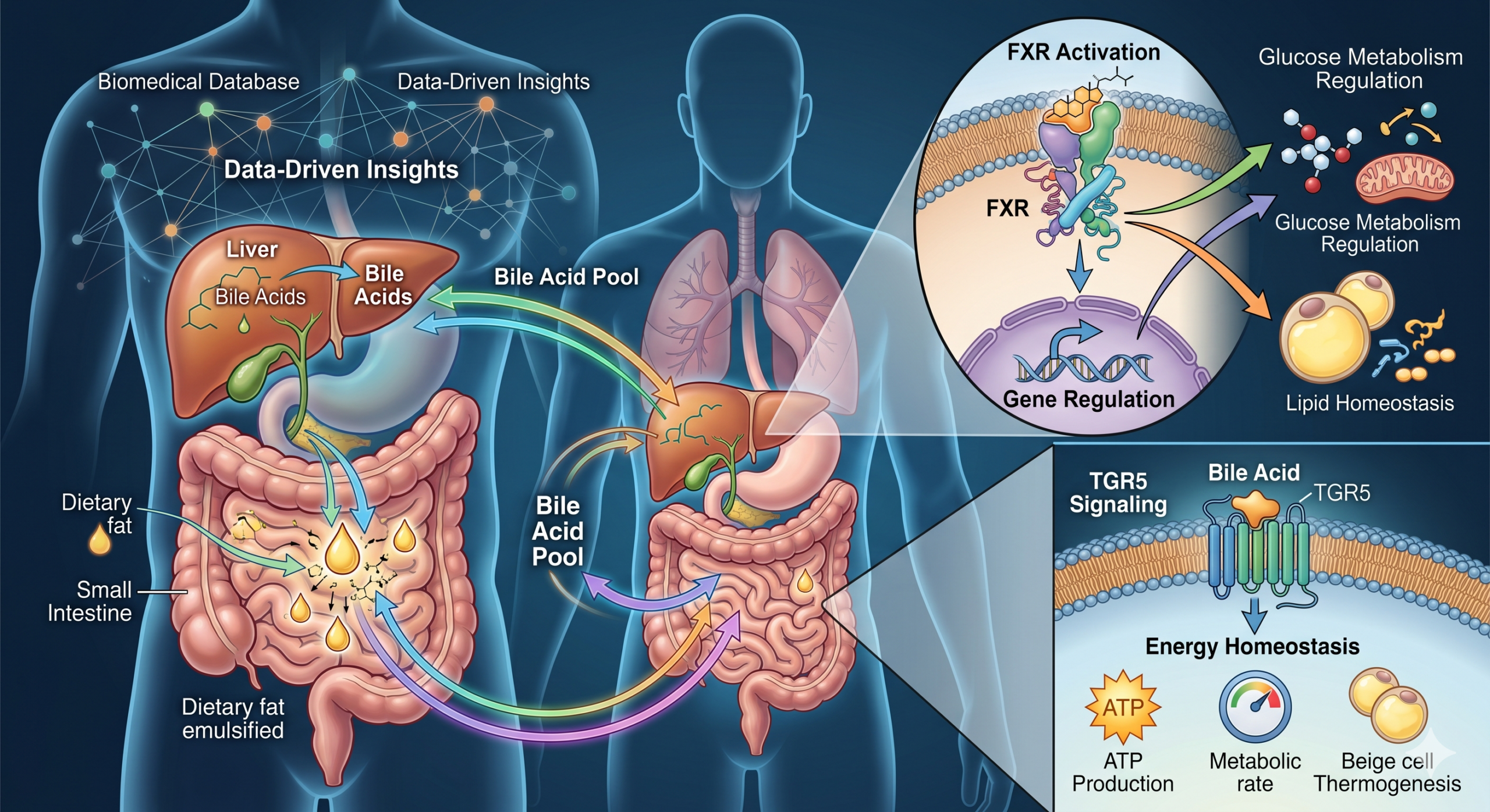 Why Bile Acid Research Is Transforming Modern Biomedical Science